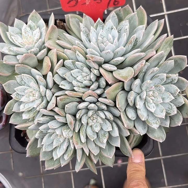 两单包邮，一物一拍33杂交