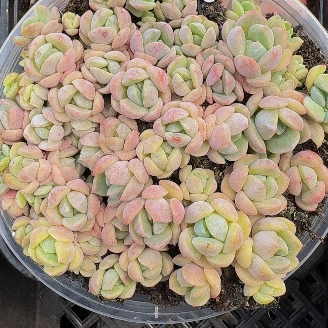 多肉植物多肉植物363