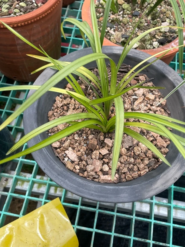 春蕙兰艺草一物一拍