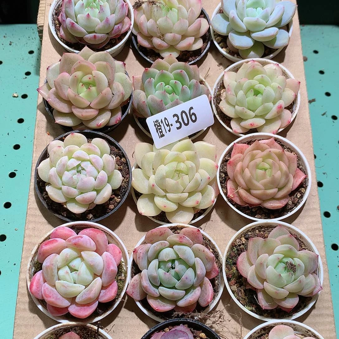 19-306一物一拍带盆18颗