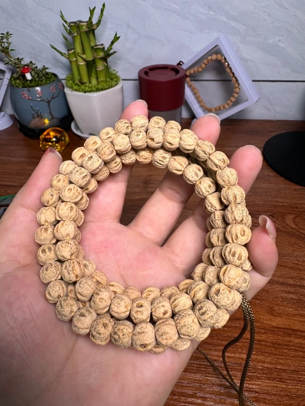 微切原桩双坑鬼脸柏香籽