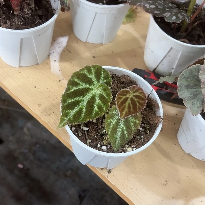 完全开放665秋海棠