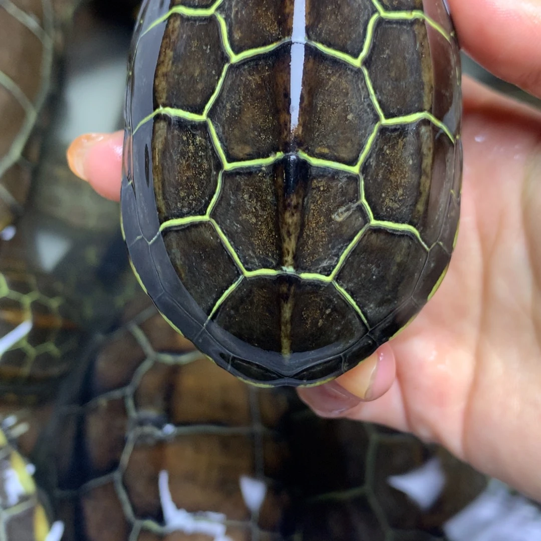 绿毛龟母中华草龟不分公母