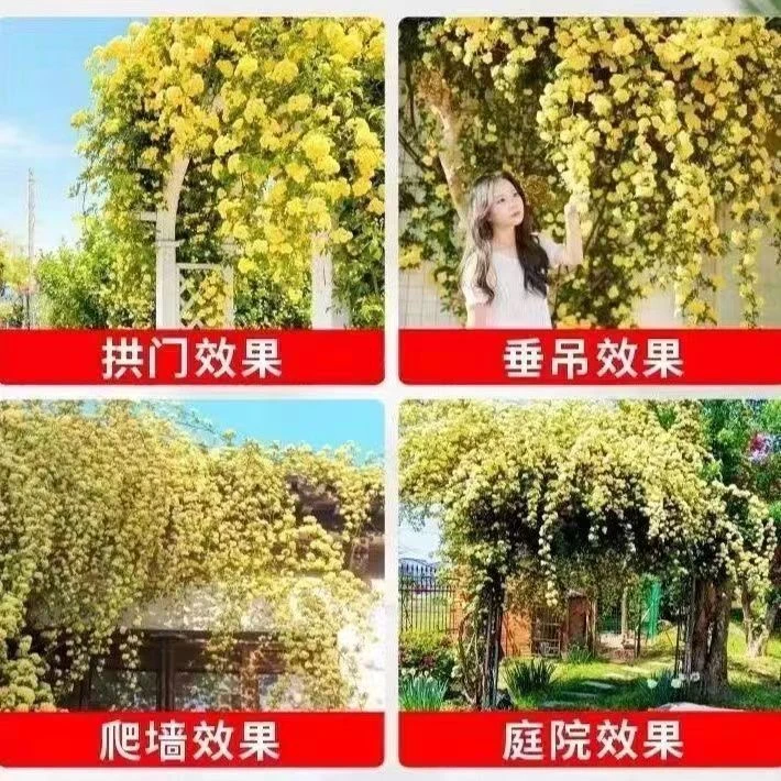 黄木香花苗七里香盆栽爬藤植物浓香花卉四季开花甜蜜红木香蔷薇花