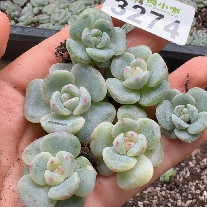无花朵多肉植物多肉植物