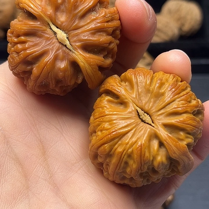 木质类秦岭突突突突