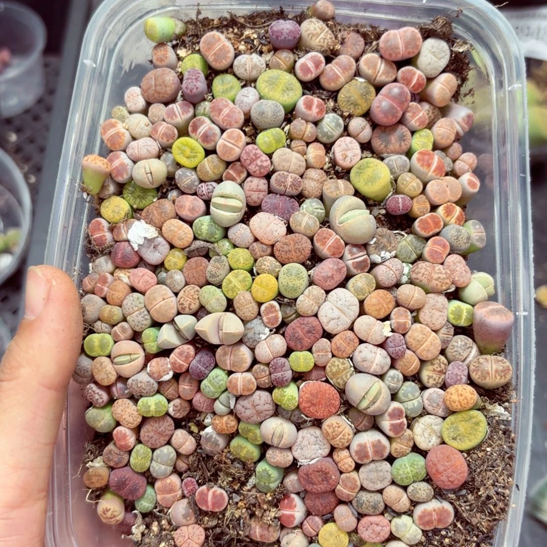 9000––零下地区需拍保温箱