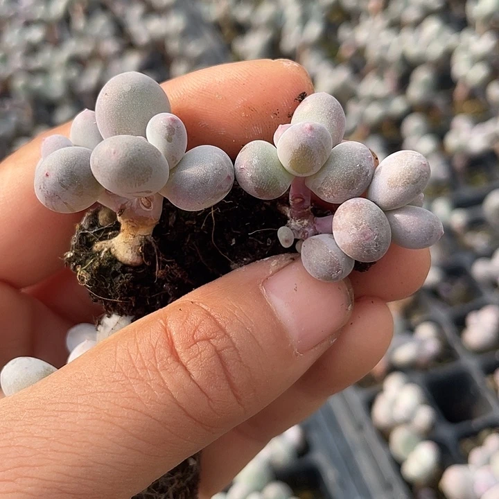 一物一拍2颗满18包邮