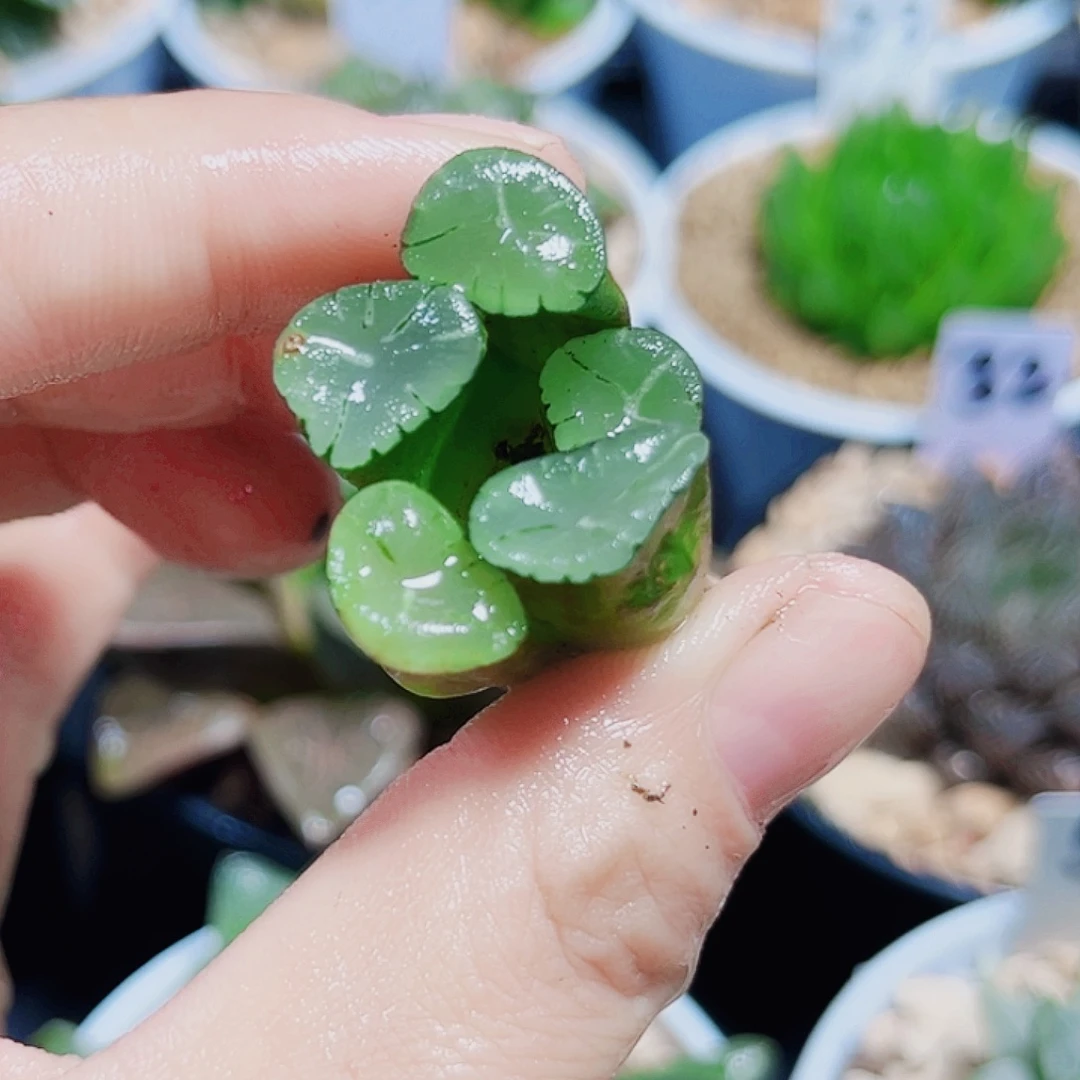 善***宝特价万象多肉植物6666