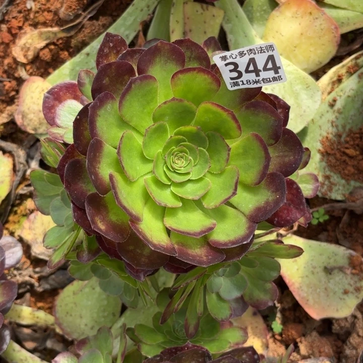 龙**敬344雨荷掌心多肉法师锦不包侧枝断枝的