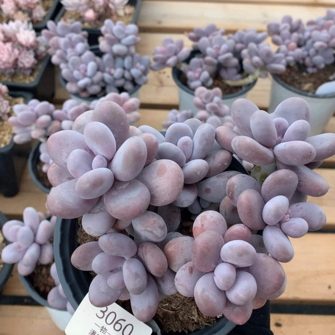 14厘米七头原始奶多肉3060