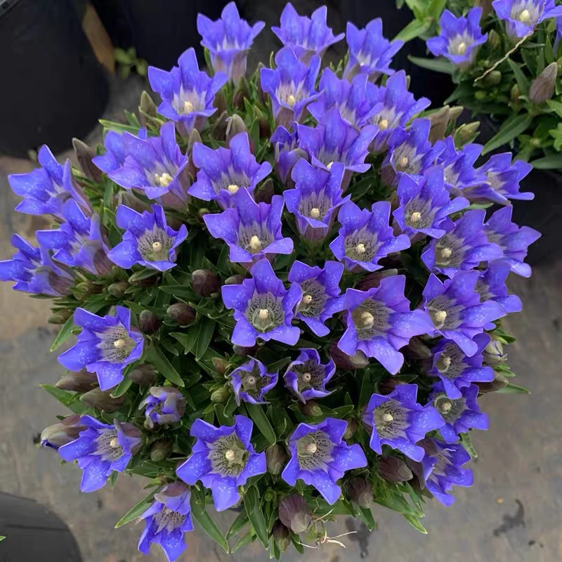 龙胆花盆栽耐热耐寒适合庭院阳台的开花植物