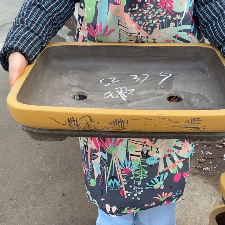 紫砂花盆只顾吃药睡