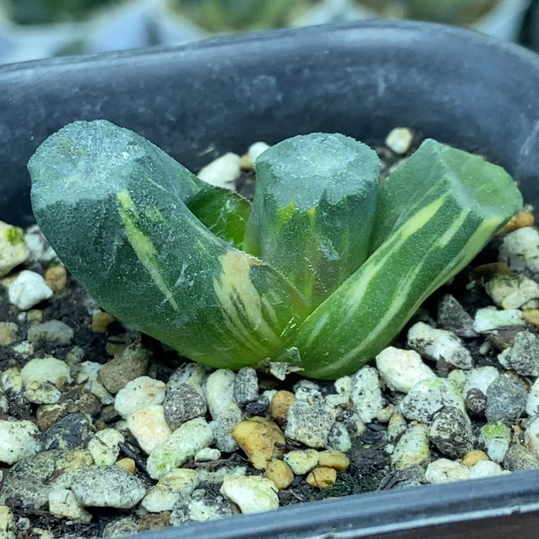 特价南阿星锦一物一拍