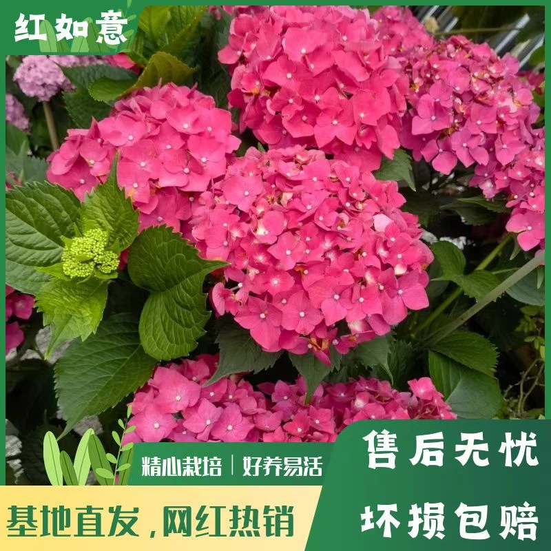 【朱玉】玫红色绣球花 带花带花苞 爆销热款 老桩包邮 基地直发