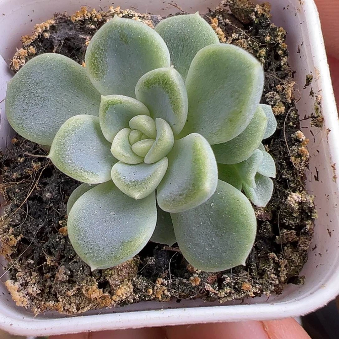 双头竹马一物一拍