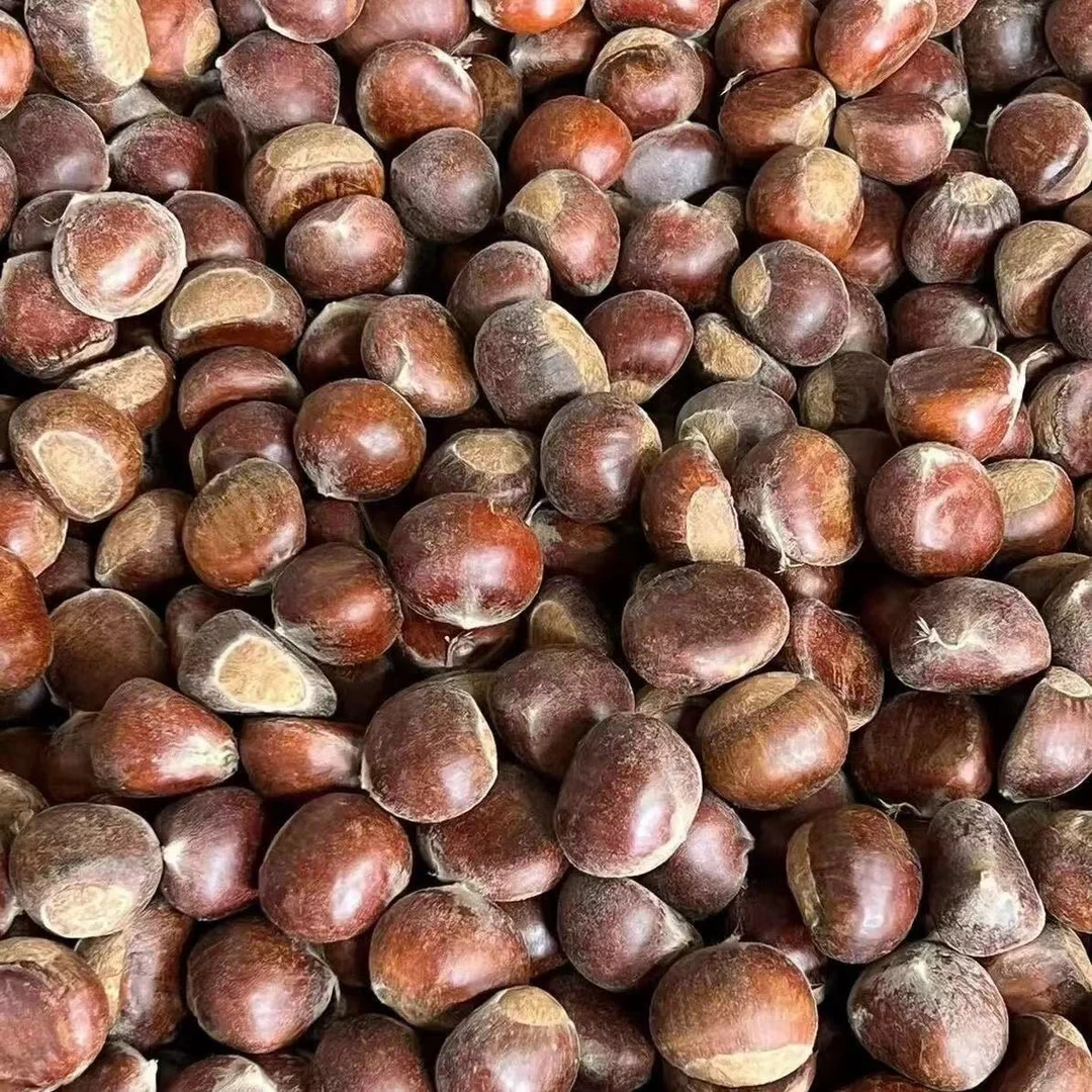 【2025年头茬板栗】TT云南高山红壳板栗生吃脆甜煮熟粉糯