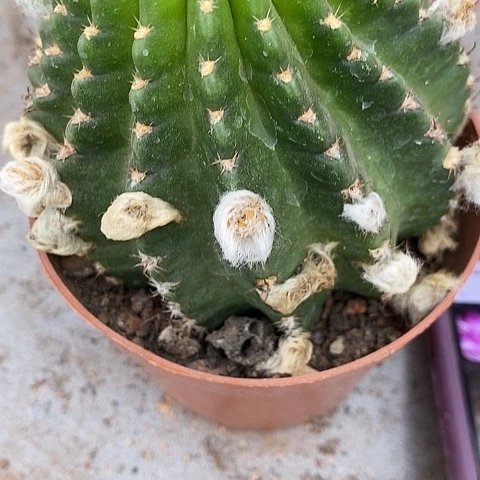 妖蝶仙人球，258900