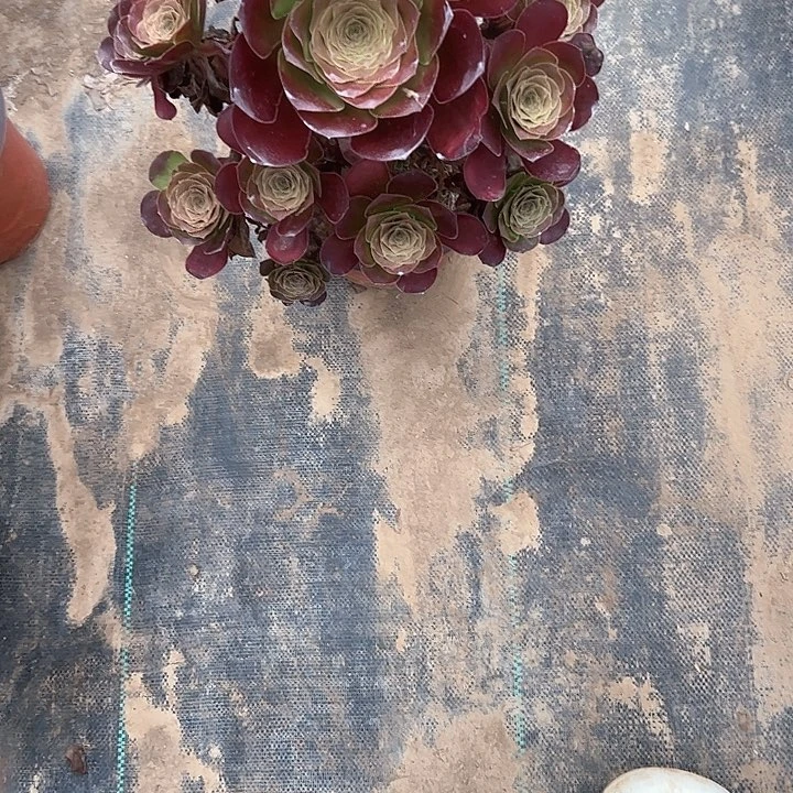 多肉植物链接3号链接