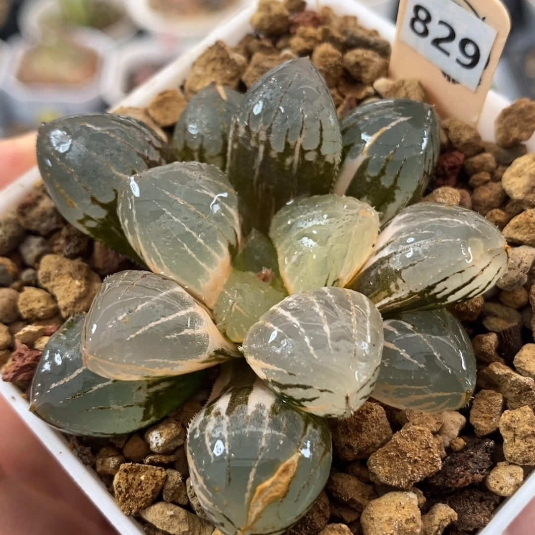829糯玉露锦一物一拍