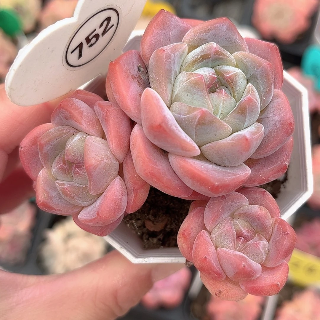 752号小老桩糖心群