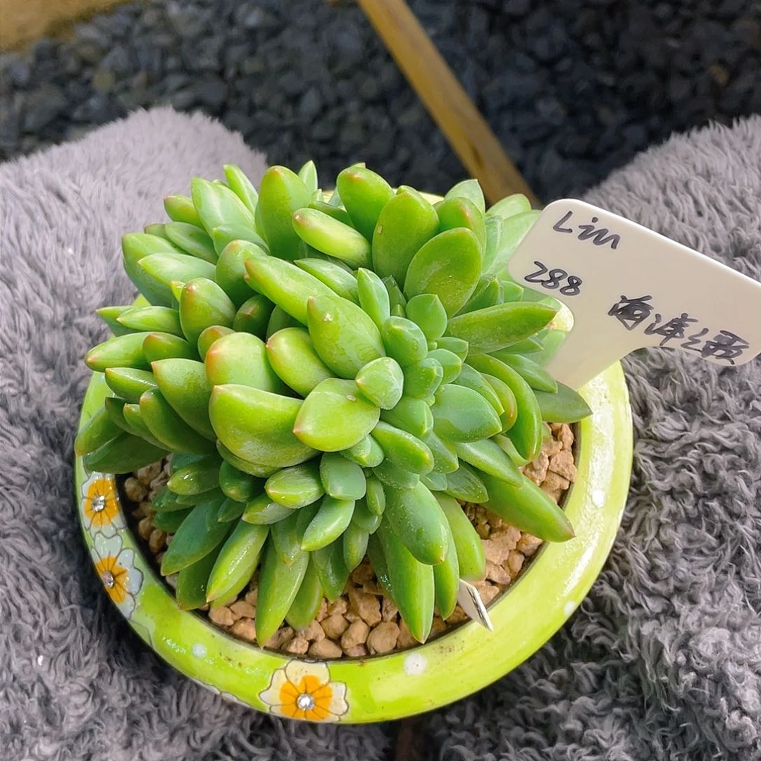 L*u海洋之歌 小孔孔精品多肉