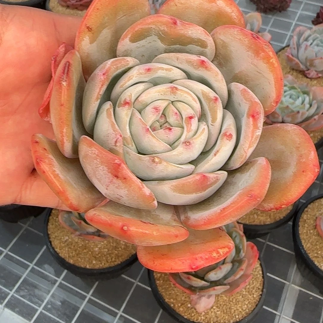 从前慢花园精选凤橙