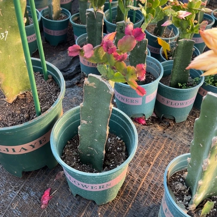 蔡***荣89号037黄色重瓣16668899