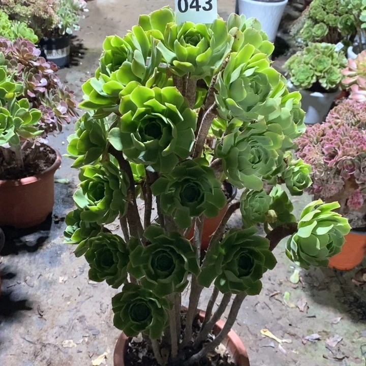 y*法师一物一拍043