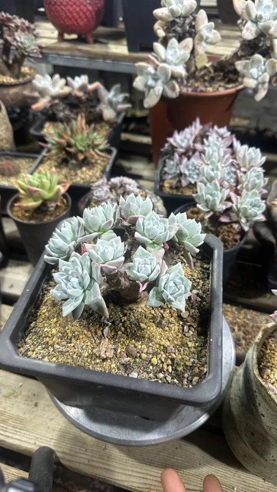 韩货流丹白豪苹果叶仙女杯