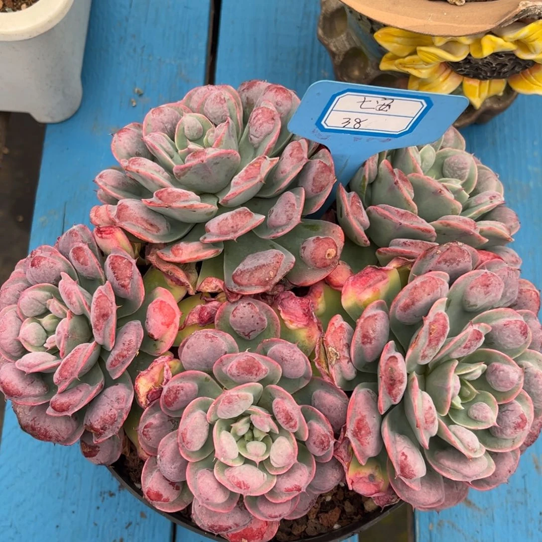 小雨多肉七安雨滴