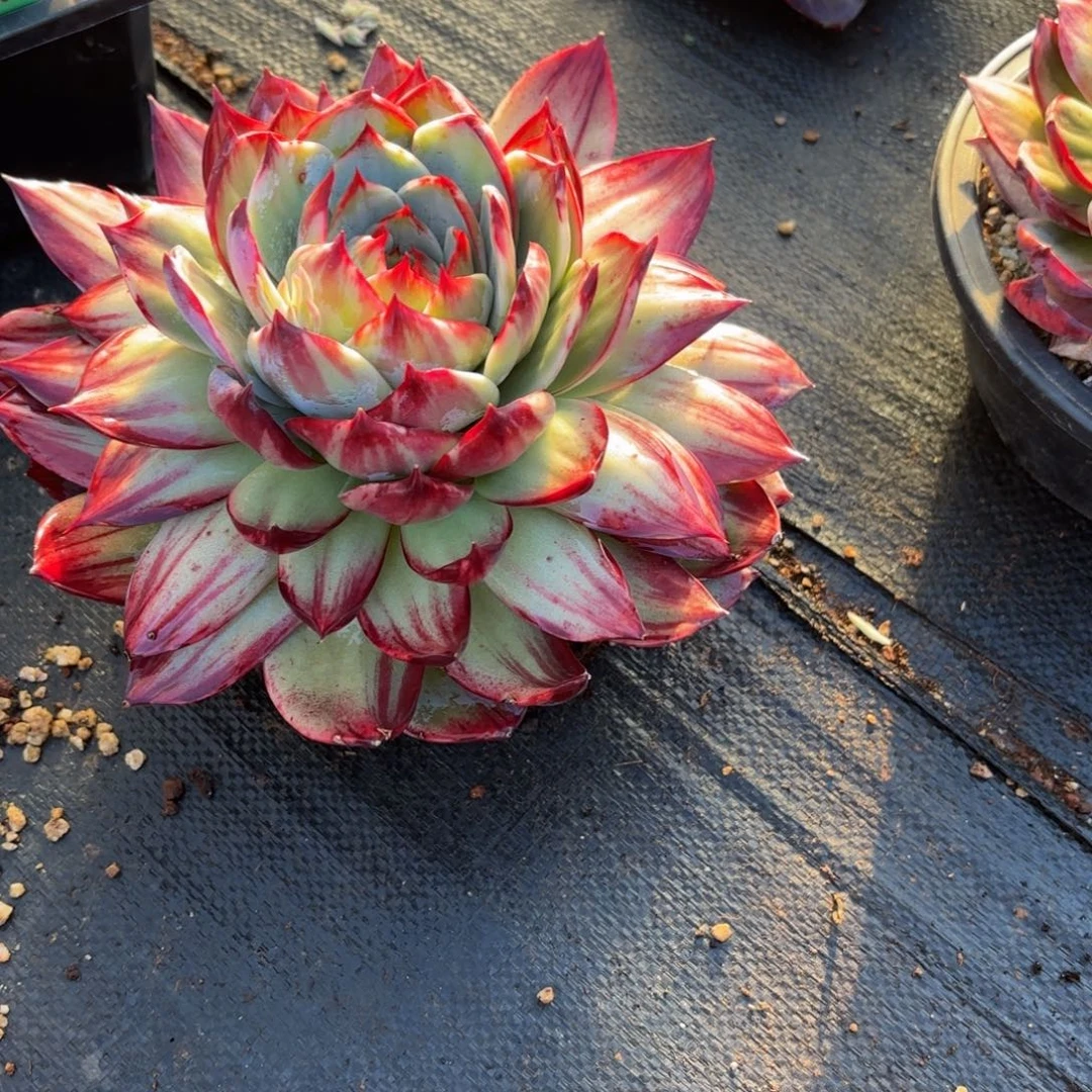 悠***音哈哈哈哈哈哈哈哈哈哈哈