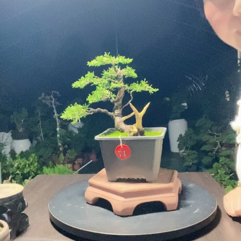 【闪购商品】无花朵盆景园林