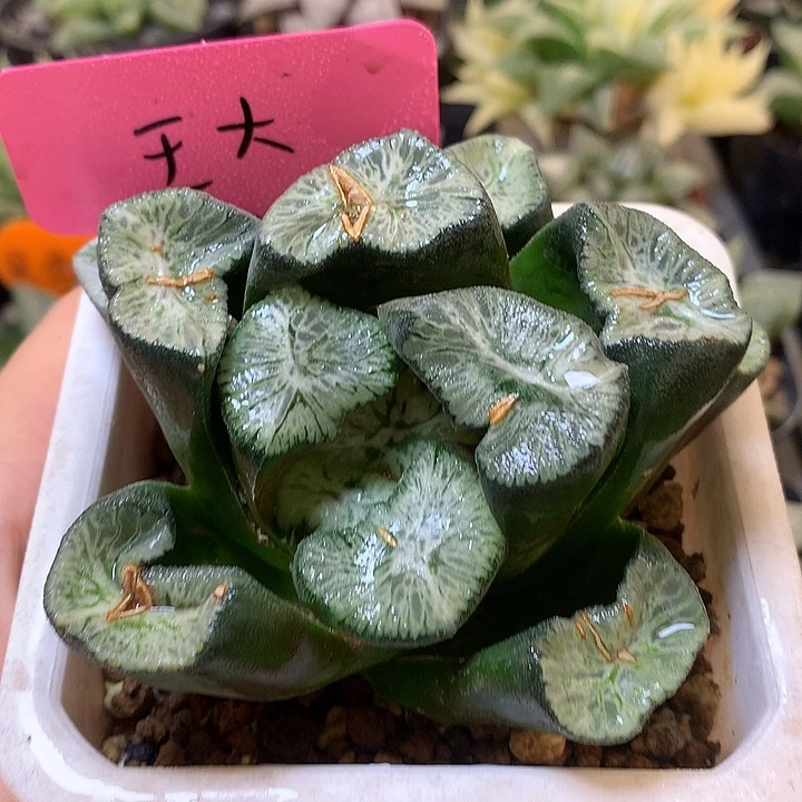 王***大实生万象带盆土发货tlo