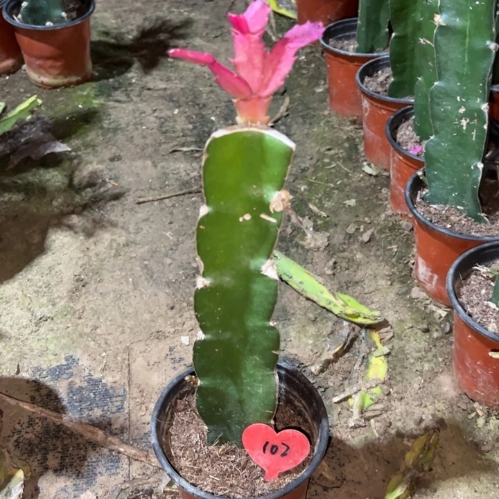 傻***头当前无花栽培后可以开花桑吉塔102