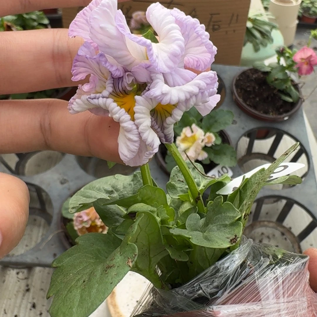 大部分花苞少量开放186