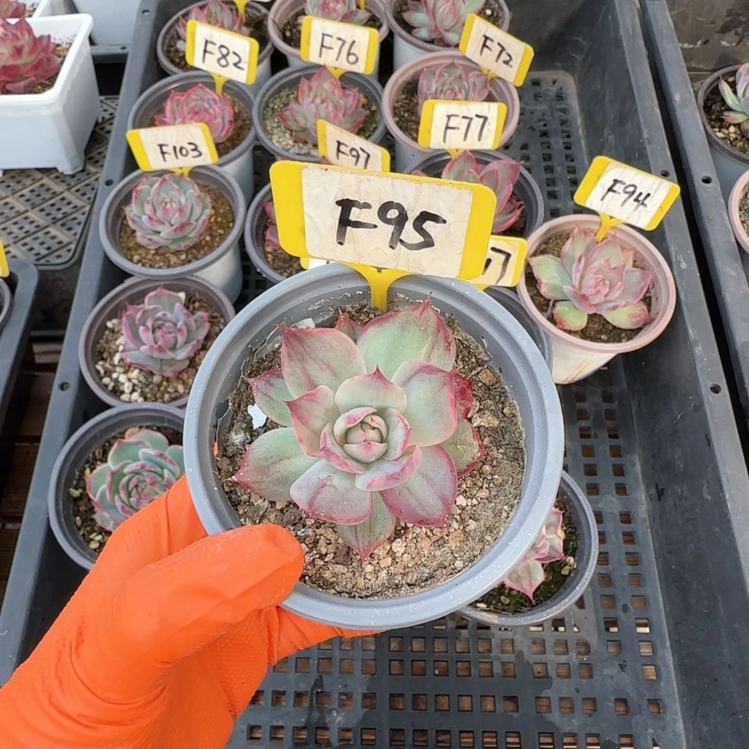 の*沫F95惊鸿单头多肉