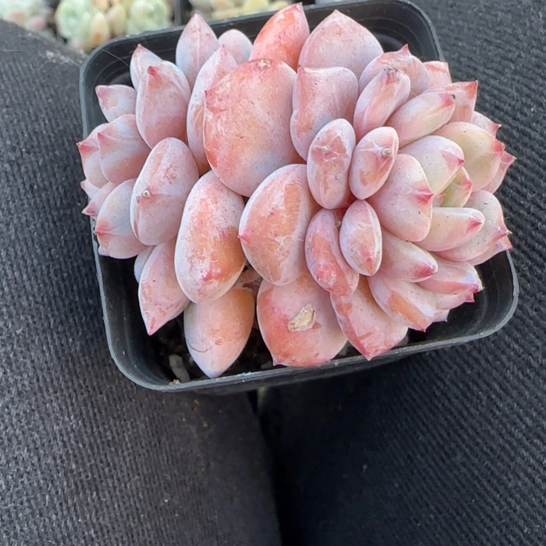 小卡拉米糖心一物一拍