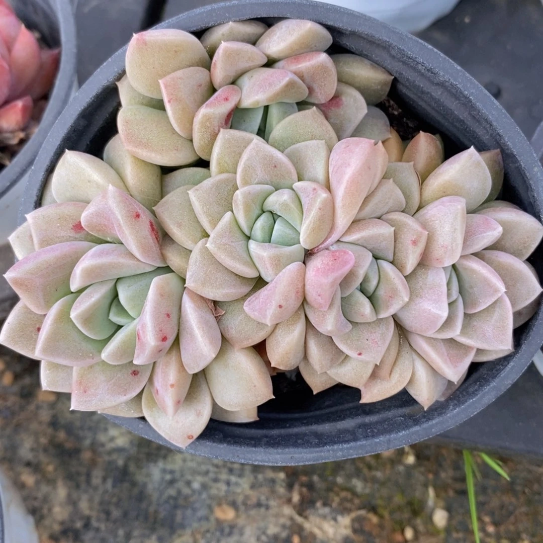可问主播品种，下滑链接更多品种选择