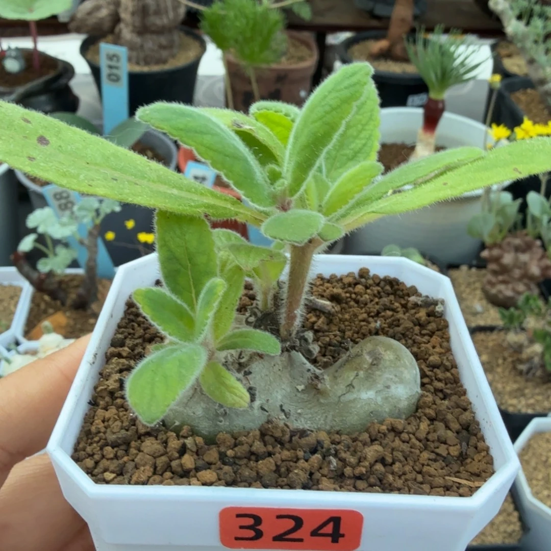 白香岩324 仙人球