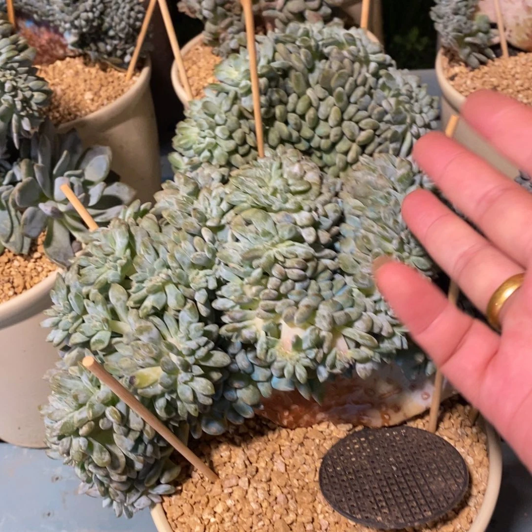 嘿***尔星影大鸡腿树缀化