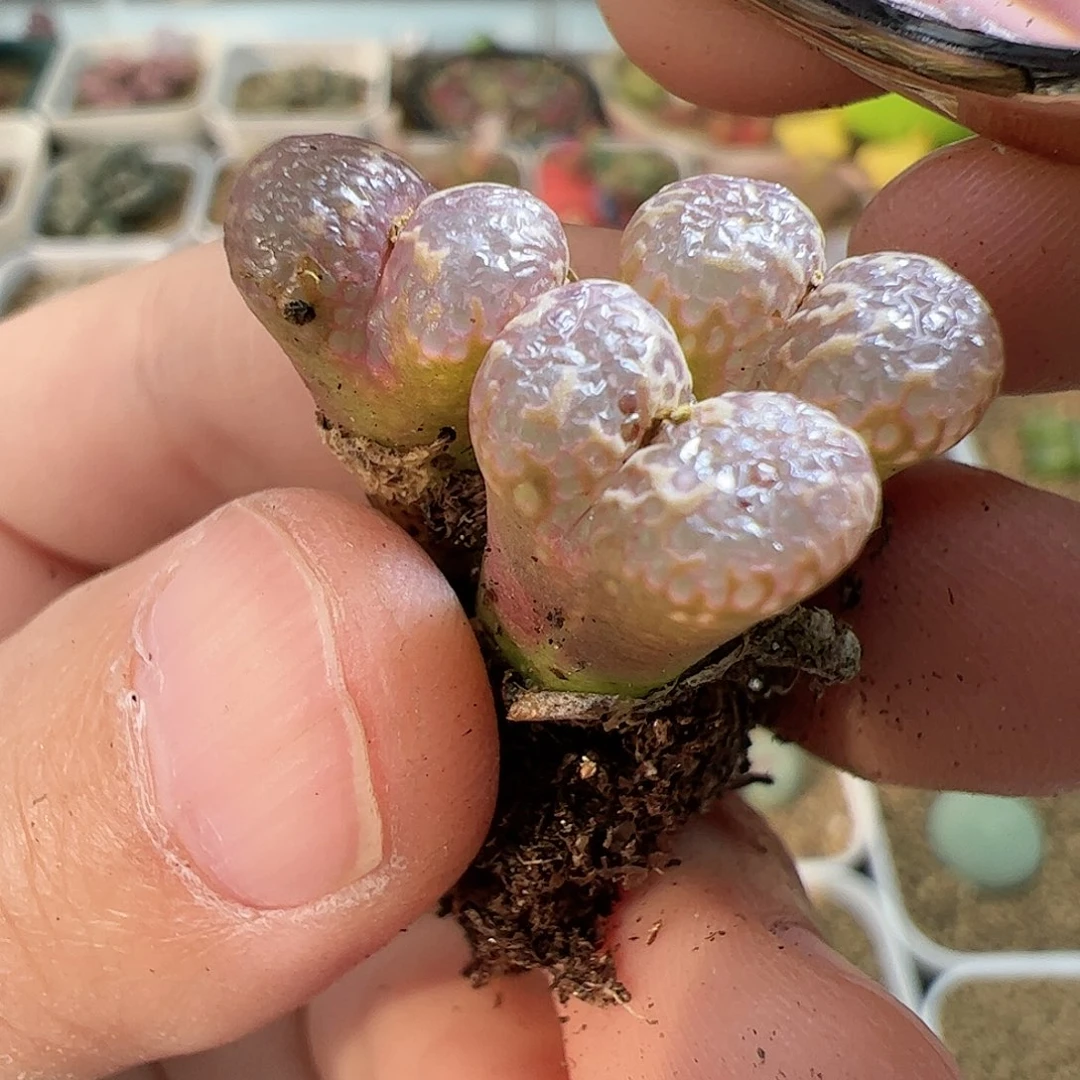 【闪购商品】153 粉泡泡