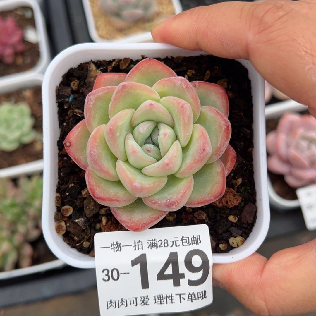 泡芙多肉多肉多肉多
