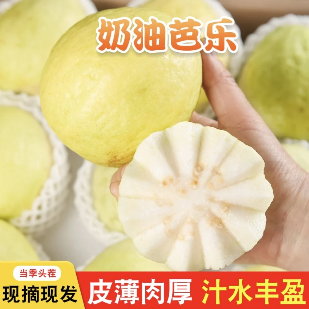 Z1【坏果包赔】广西白心芭乐买3斤送3斤老树果低糖水果新鲜采摘清甜