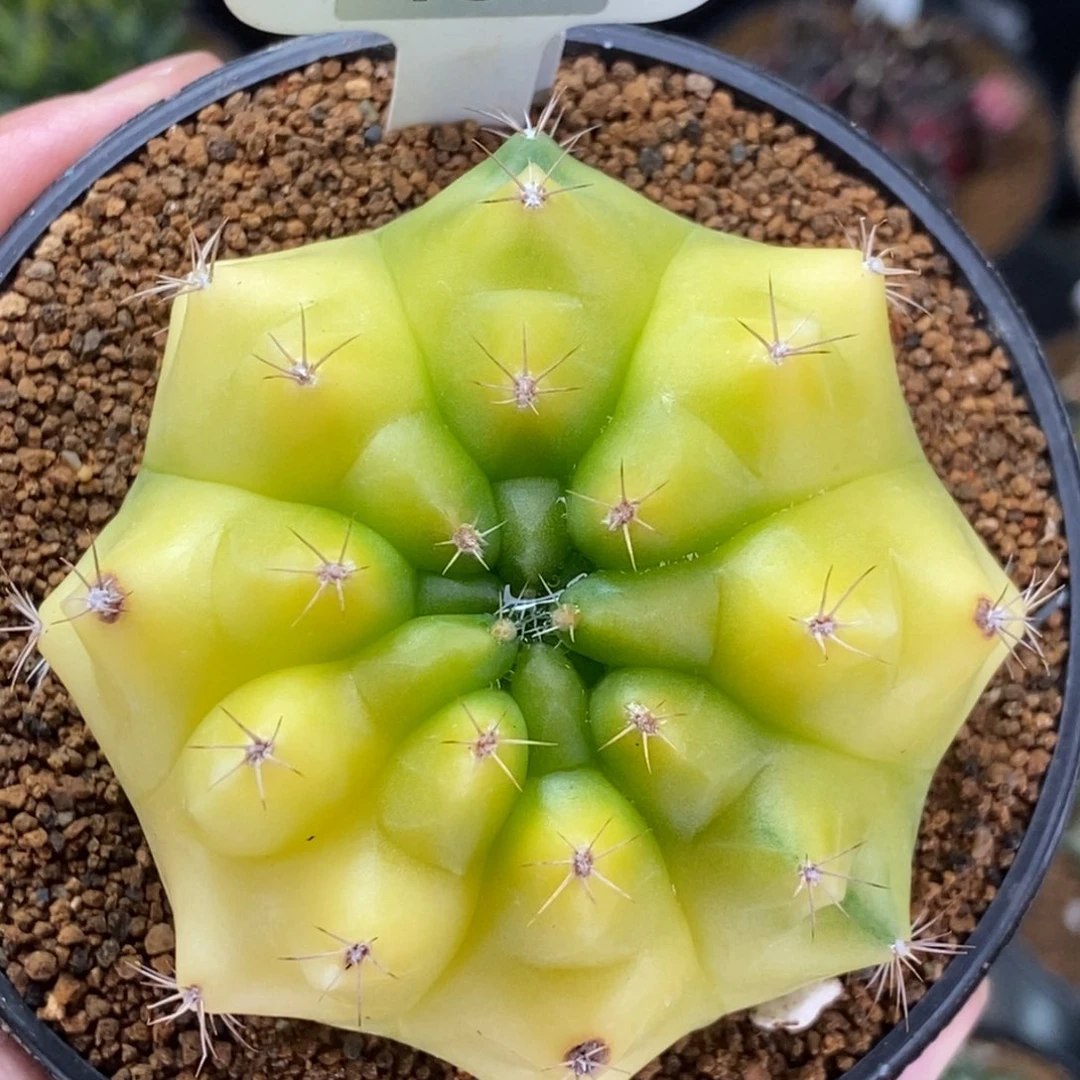 米哈肋骨仙人球33