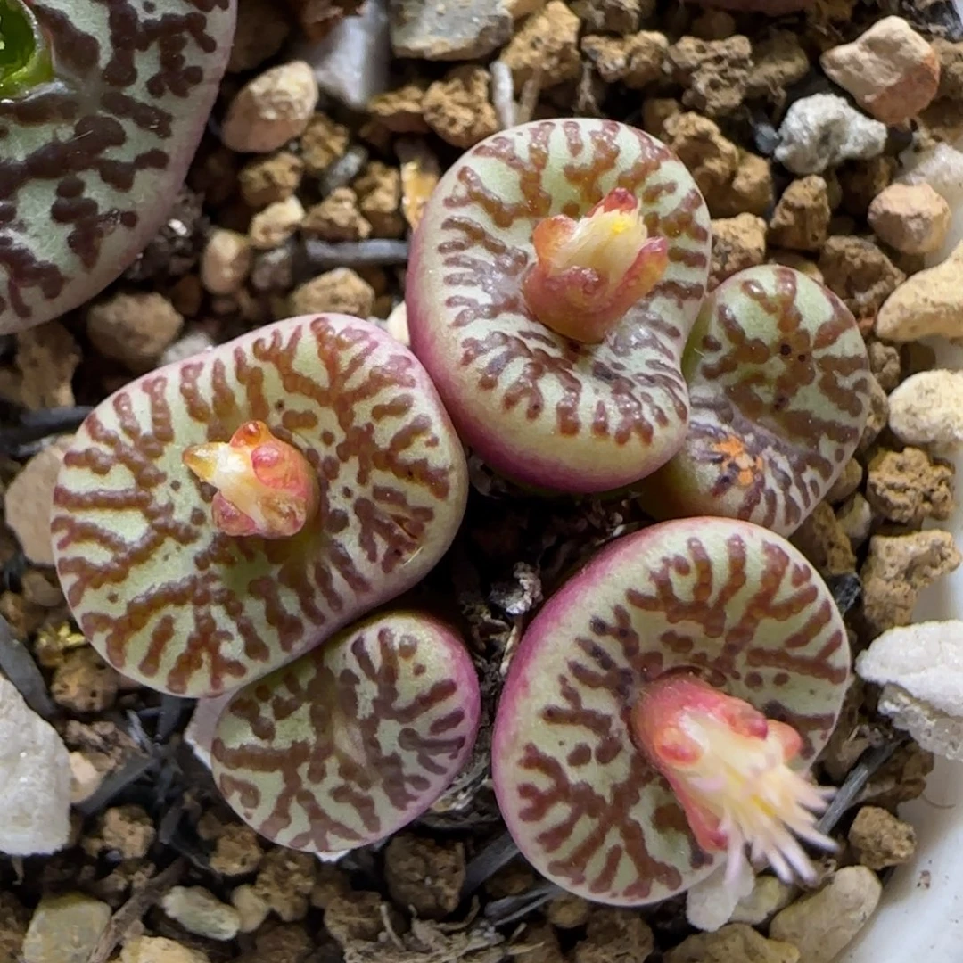 10.23。wc霓虹安贞。 5053