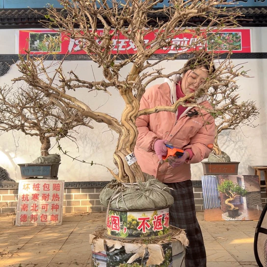 无花朵金银花88888