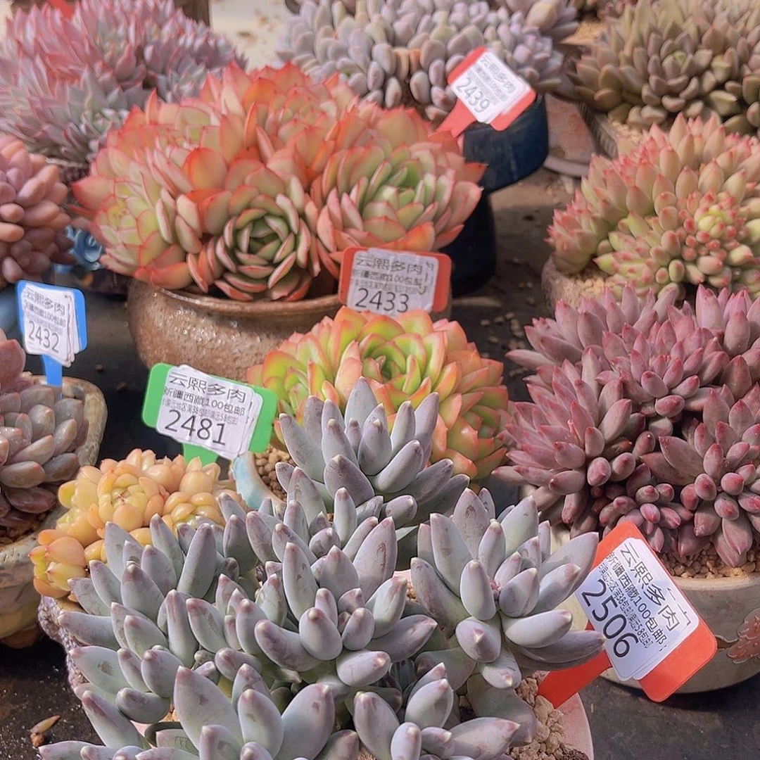 2506星空美人多肉植物