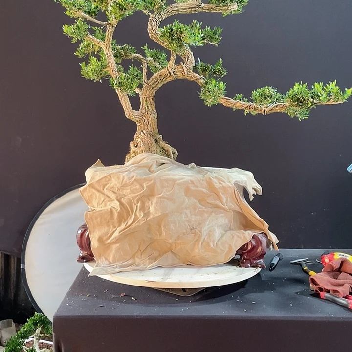 完全开放惠****兄黄杨盆景园林