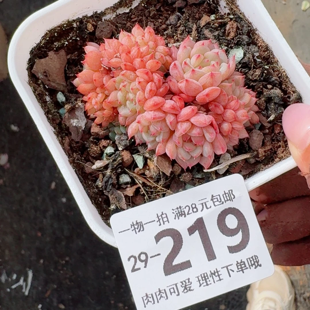 白胖子缀化无盆土发货无盆